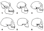 Cráneos de 1.  Gorilla 2.  Australopithecine 3.  Homo erectus 4.  Neanderthal (La-Chapelle-au-Seine) 5.  Steinheim Skull 6.  Humano moderno