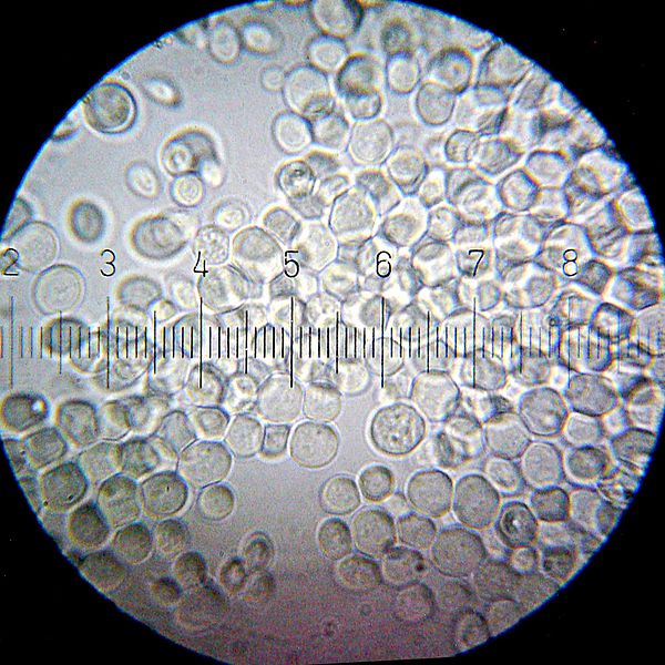 Saccharomyces cerevisiae — baker's yeast