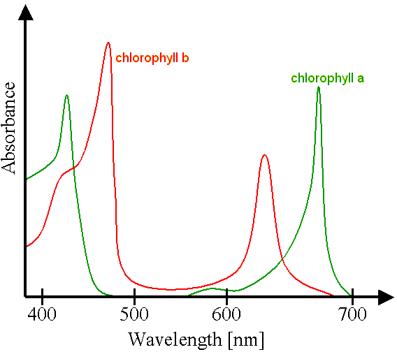 Chlorophyll absorbtion spectra