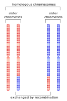 Homologous recombination in meiosis