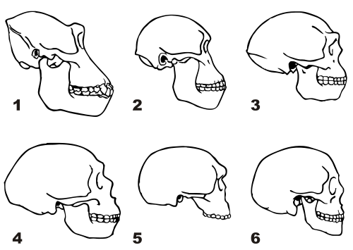 Image result for Craniums - gorilla, australopithecus,
