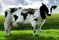 YOM's cow (fair use; click through for full image)