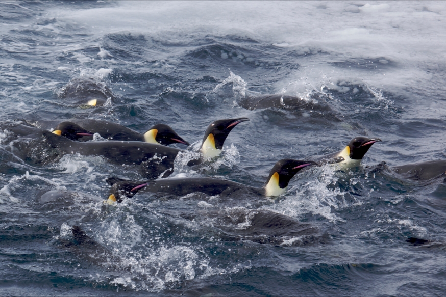 Emperor Penguins swimming