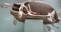 Horniman turtle carapace skeleton
