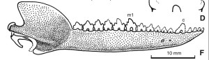Reconstruction of the lower jaw of Castorocauda lutrasimilis